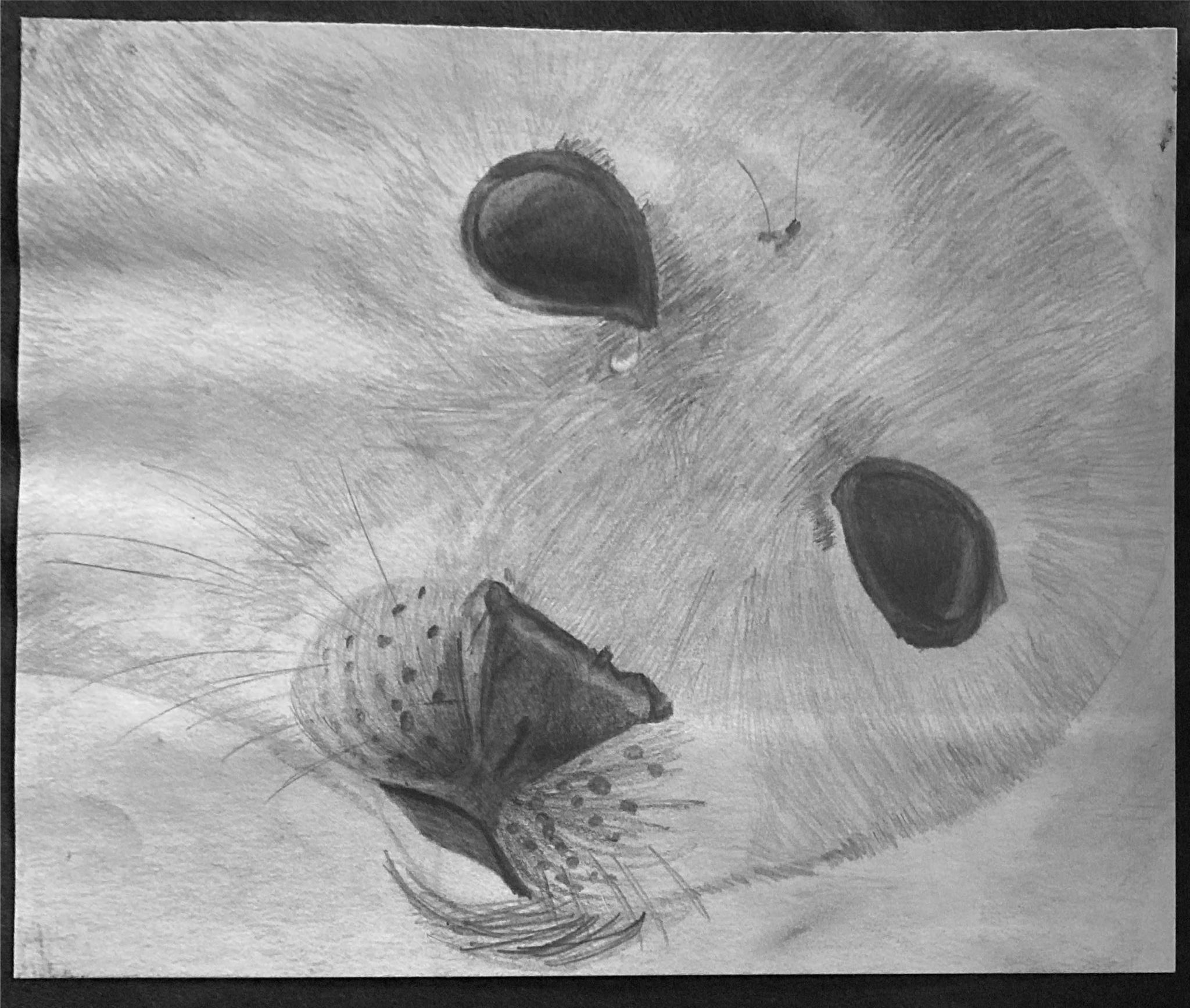Titch designs seal sketch 
